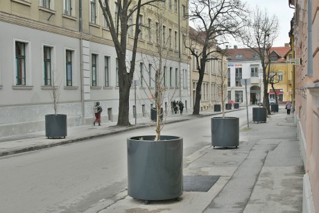 Páfrányfenyők a Belvárosban - dézsás ginko bilobákat telepítettek a Petőfi utcába